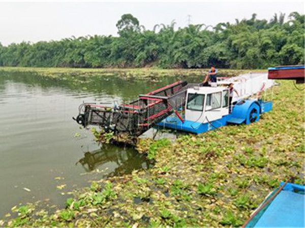 太湖水葫芦收割打捞船现场.jpg
